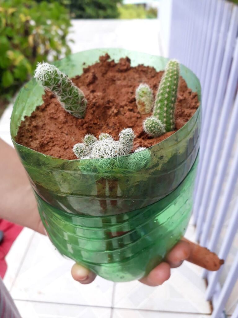 Escola Agroecológica de Piratuba incentiva estudantes ao cultivo de plantas durante a pandemia