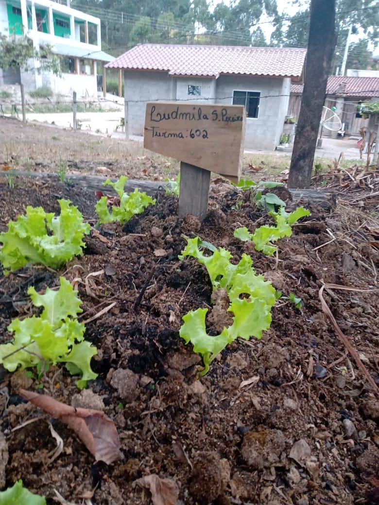 Horta em casa vira objeto de estudo para alunos do 6º ano de Paulo Lopes