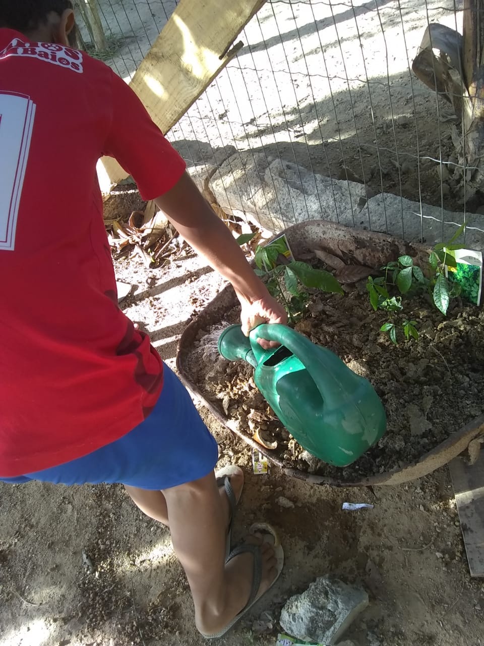 Horta em casa vira objeto de estudo para alunos do 6º ano de Paulo Lopes