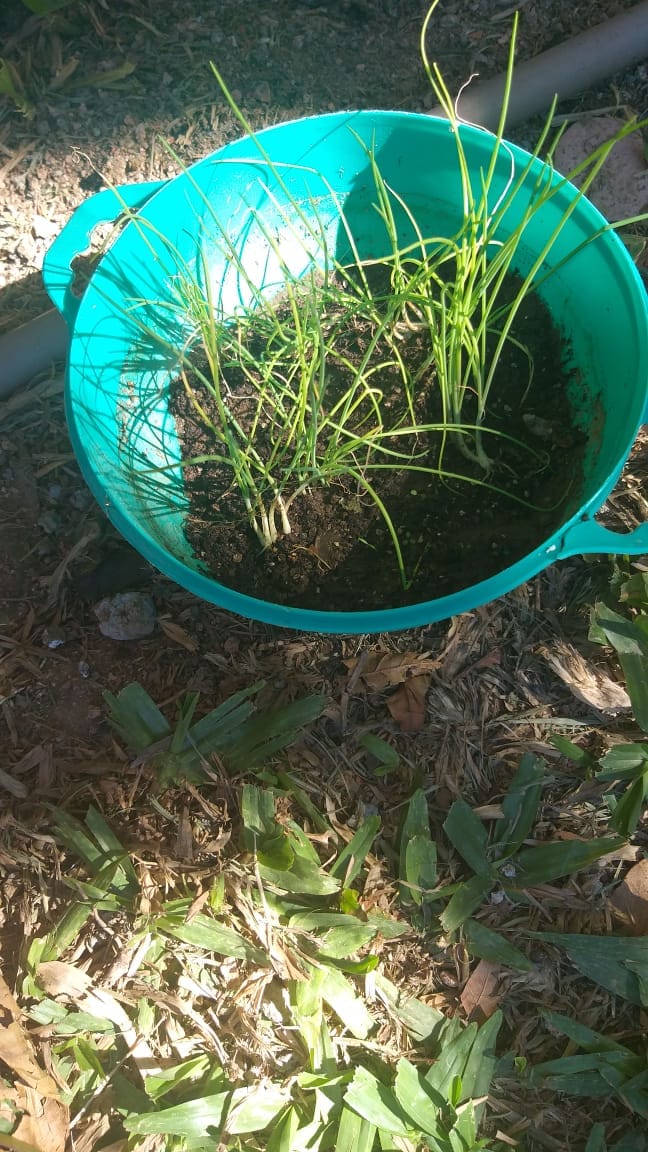 Horta em casa vira objeto de estudo para alunos do 6º ano de Paulo Lopes
