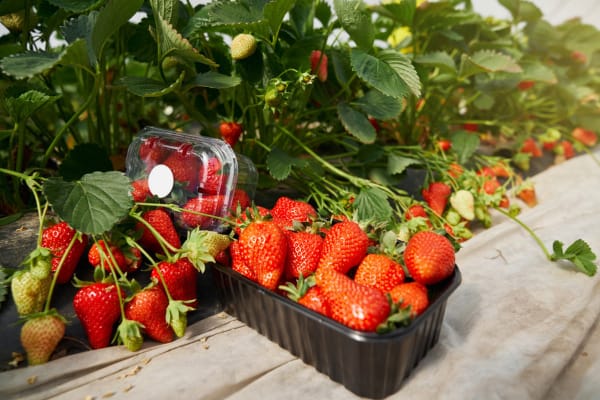 Abertas as inscrições para oficina sobre agricultura familiar e alimentação escolar
