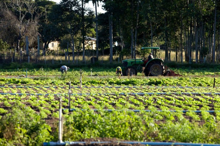 FNDE realiza pesquisa sobre aquisição de produtos da agricultura familiar para o PNAE